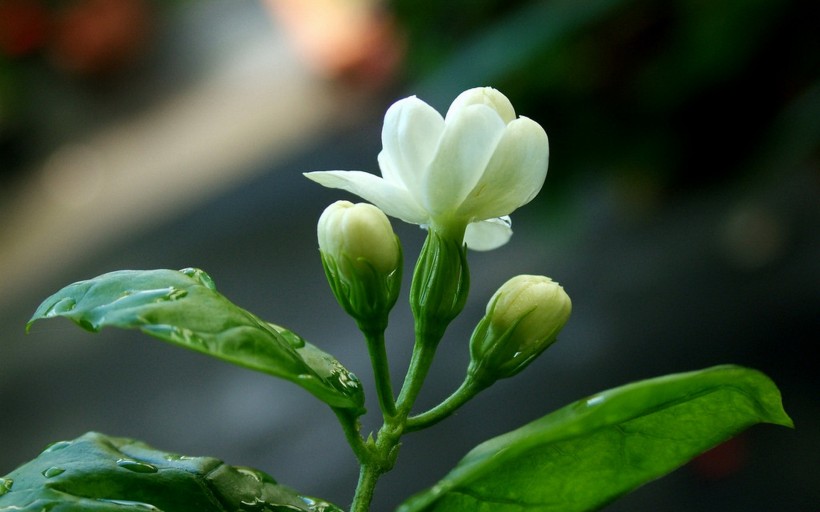 香氣濃郁的茉莉花圖片