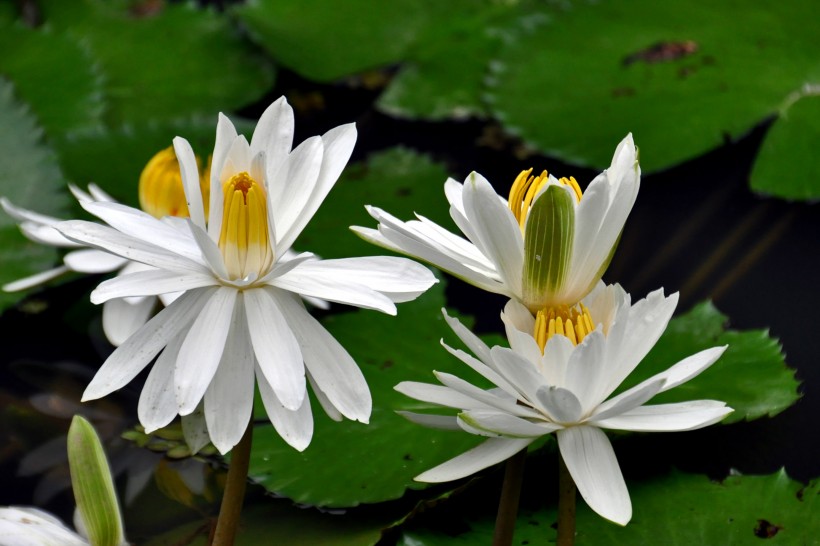 俏丽莲花图片