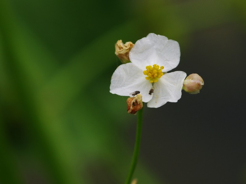 慈姑花圖片