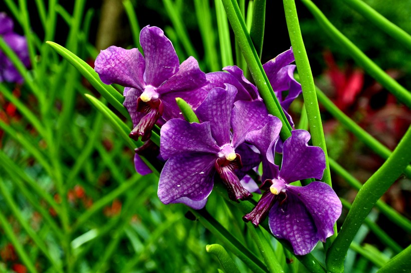 新加坡胡姬花（兰花）花卉图片