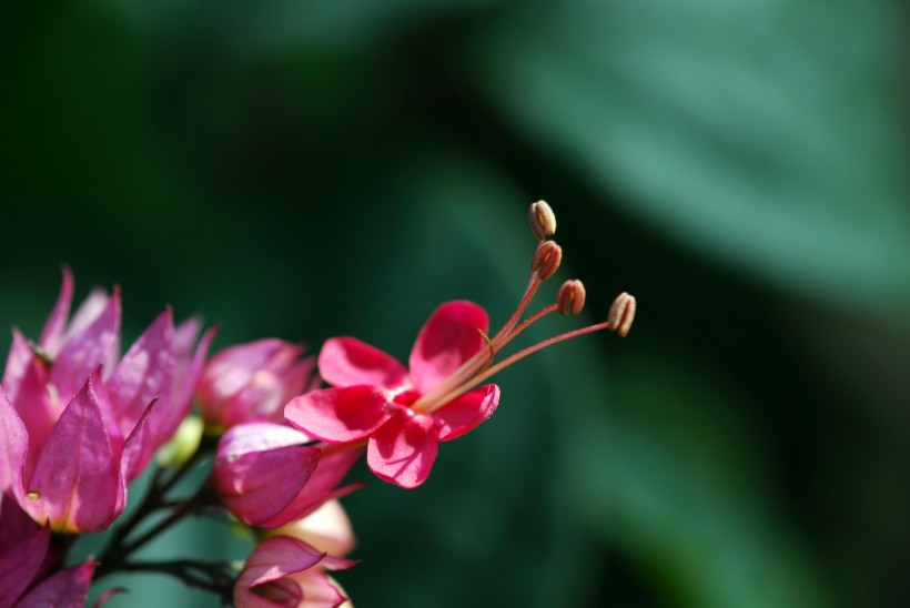 紅萼龍吐珠花卉圖片