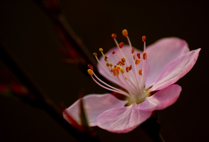 桃花圖片 