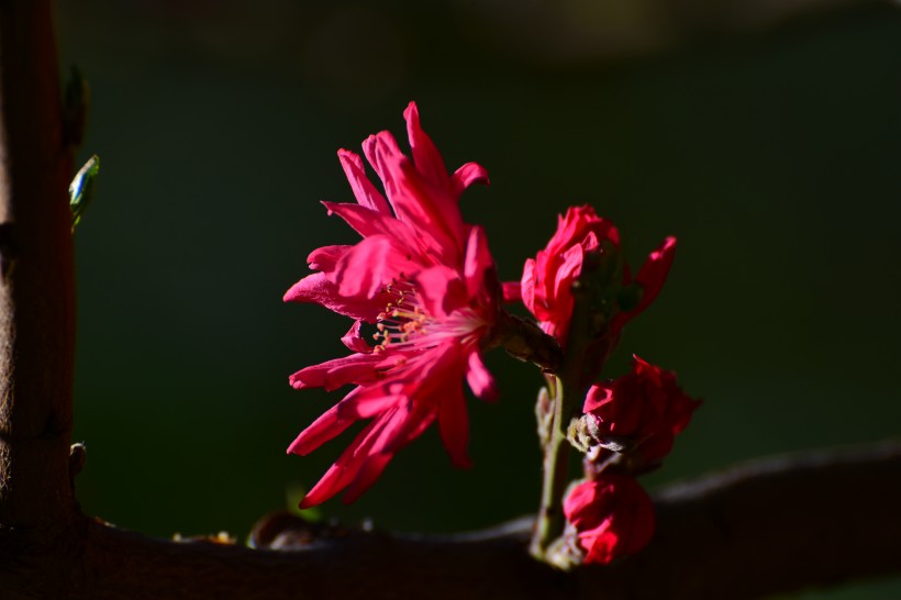 菊花桃图片