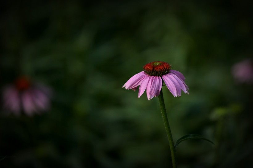 松果菊图片