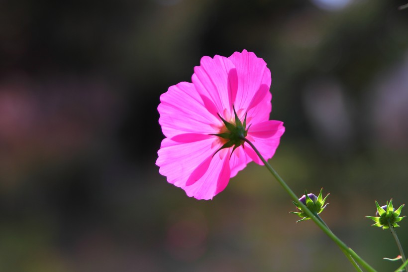 光影格桑花图片