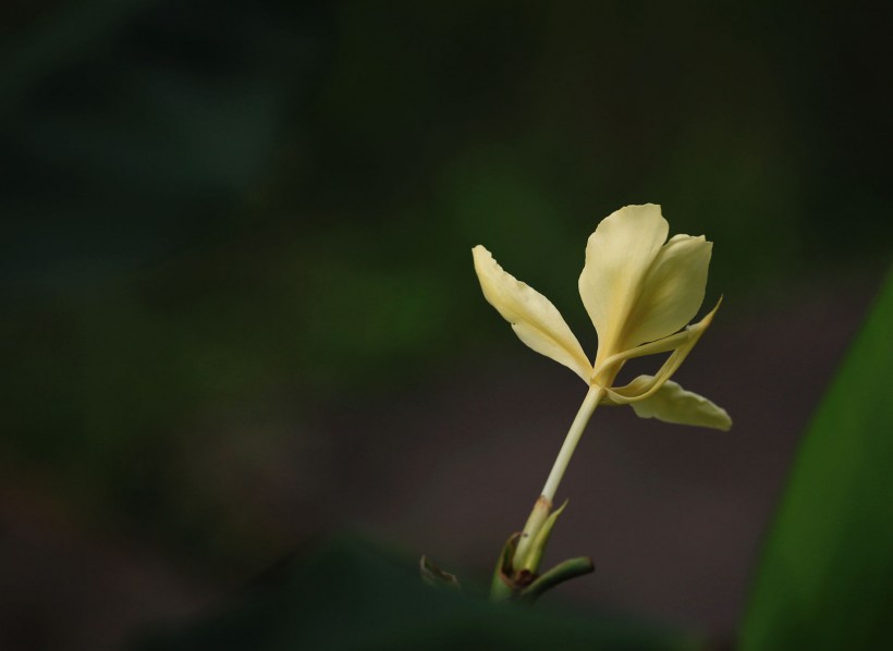 黄色姜花图片