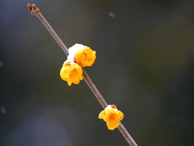 黃色臘梅花圖片