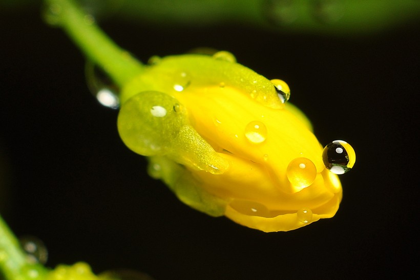 黄色的菜心花图片