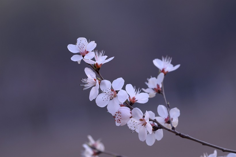 粉色山桃花圖片