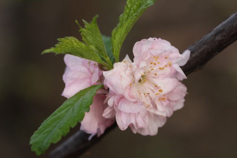 粉色郁李花圖片   