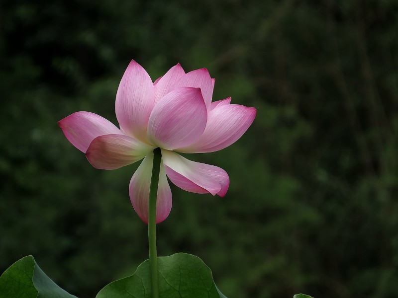 夏日荷花圖片