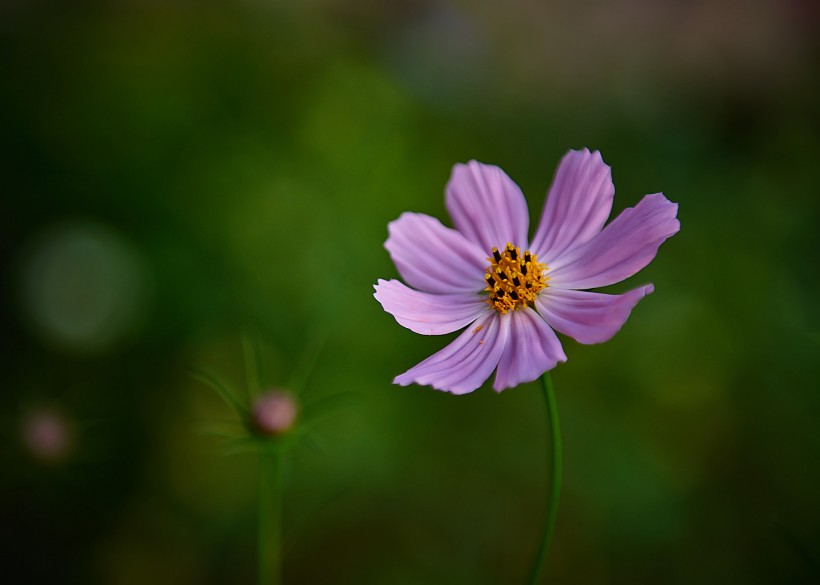 清丽格桑花图片