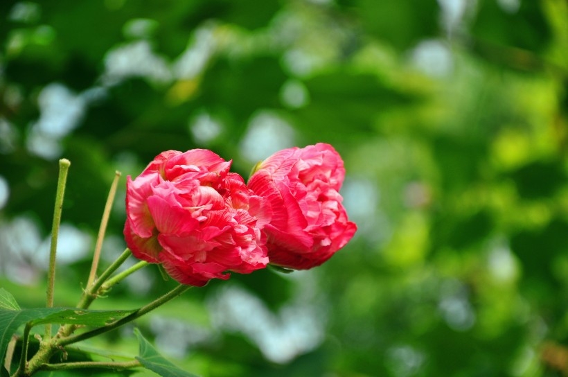 粉色木芙蓉图片  