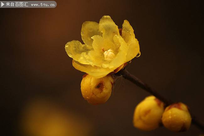 腊梅花晶莹剔透图片特写