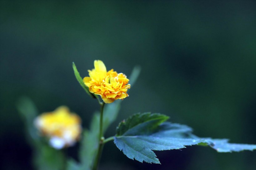 黃色高貴的棣棠花圖片