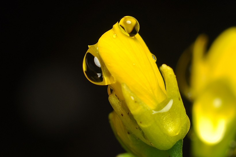 黄色的菜心花图片