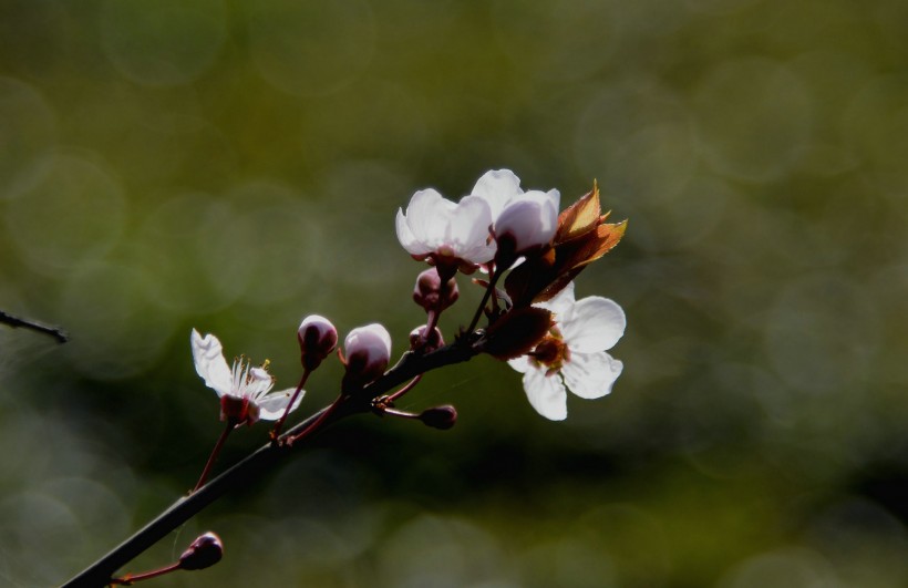 梅花图片