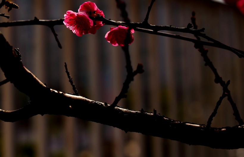 粉红色梅花图片