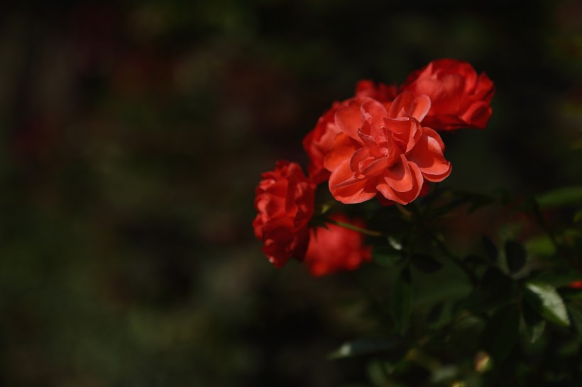 各种颜色的月季花图片