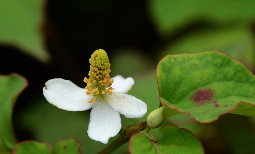 魚(yú)腥草花卉圖片