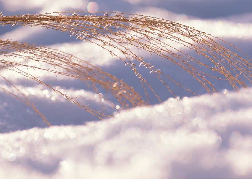 冰雪和植物图片