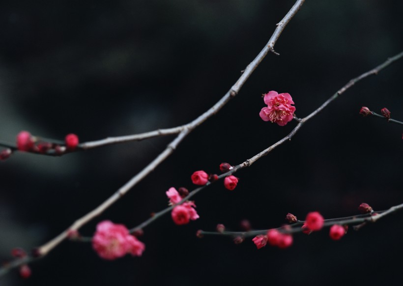 梅花圖片