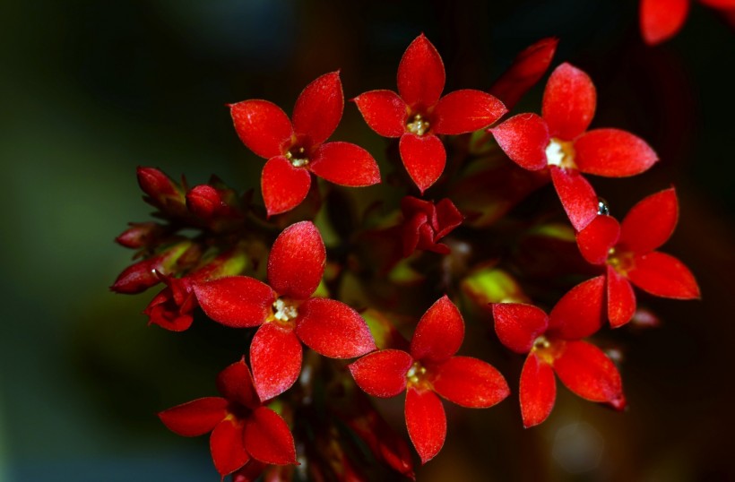 红色长寿花图片