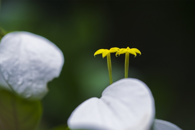 白纸扇花图片