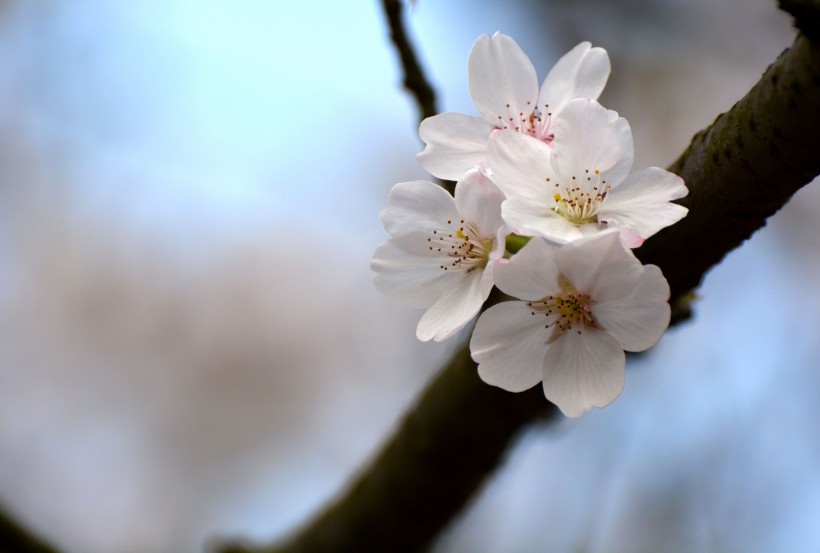 白色樱花图片