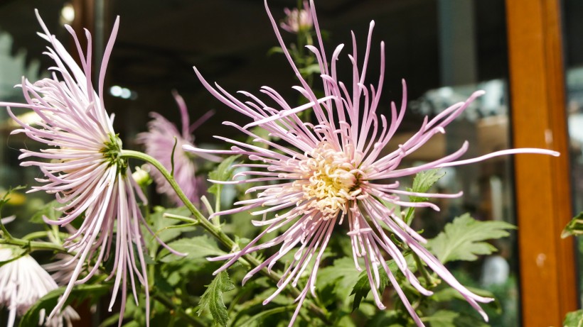 各种颜色的秋季菊花图片