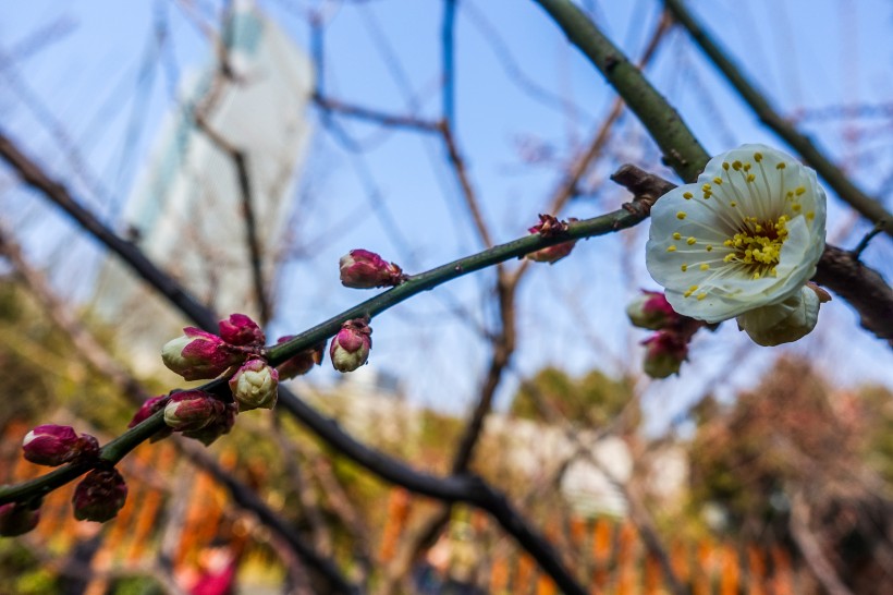 白色和粉色的梅花图片