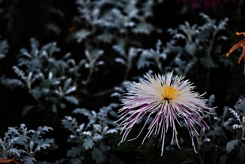 菊花圖片