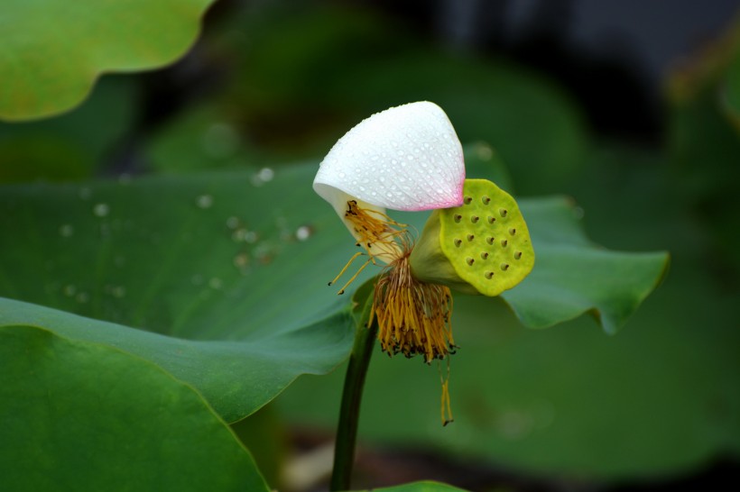 荷花蕊圖片