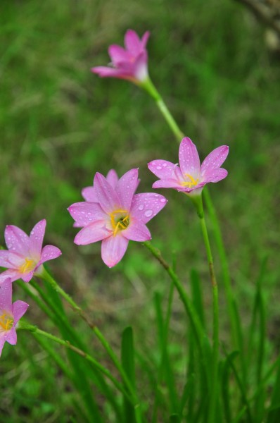 淡雅水仙花图片