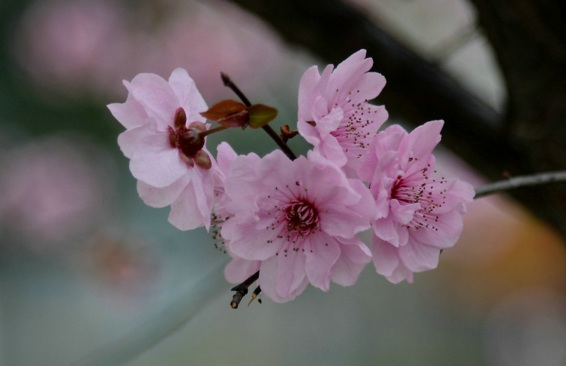 梅花图片