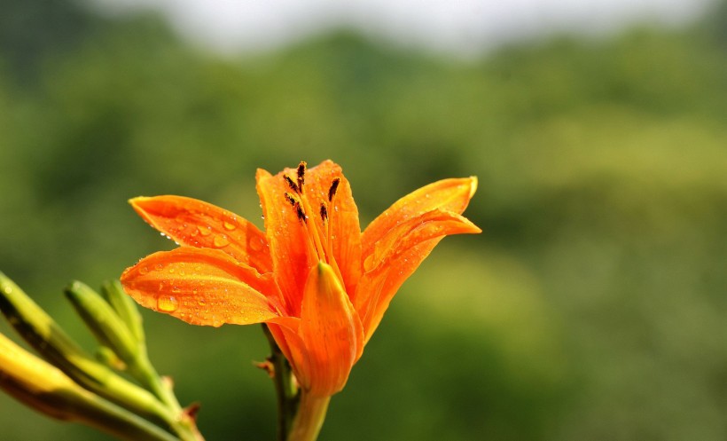 橘黄色金针花图片