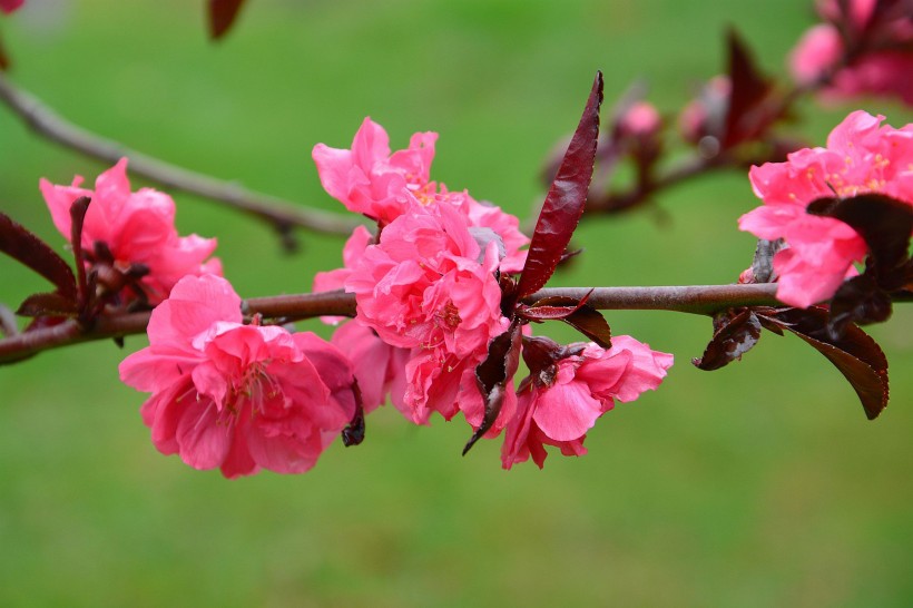 红色桃花图片