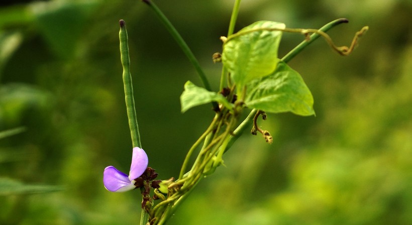 清新豆角花图片