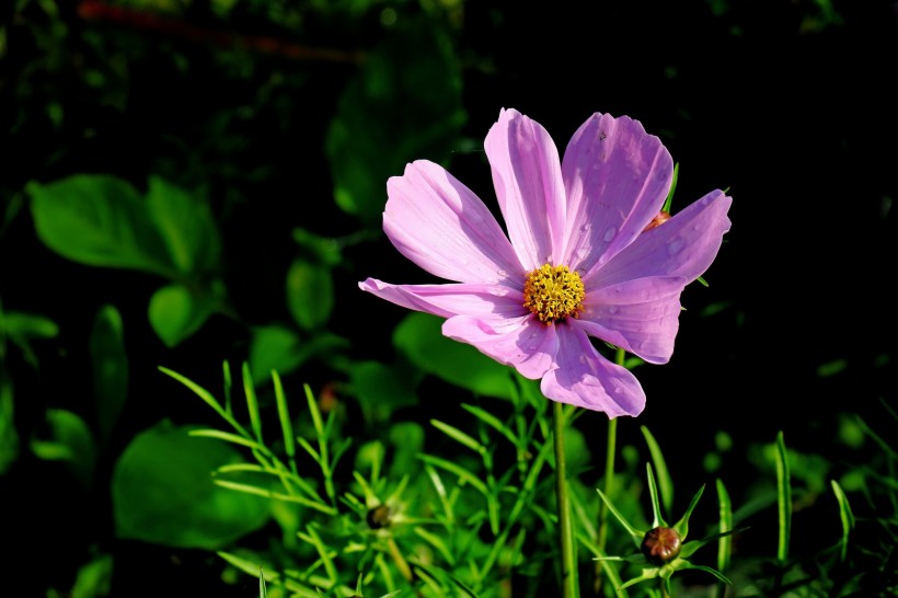 唯美格桑花图片