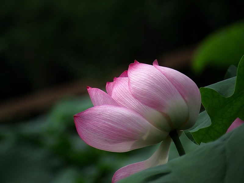 夏日荷花圖片