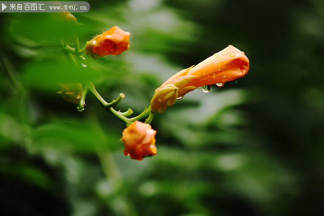 下雨天的鮮花圖片素材