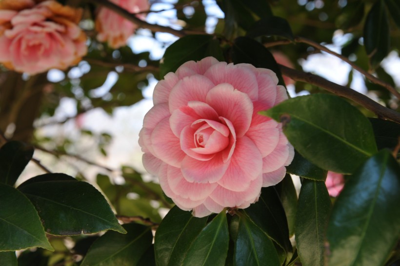 山茶花图片