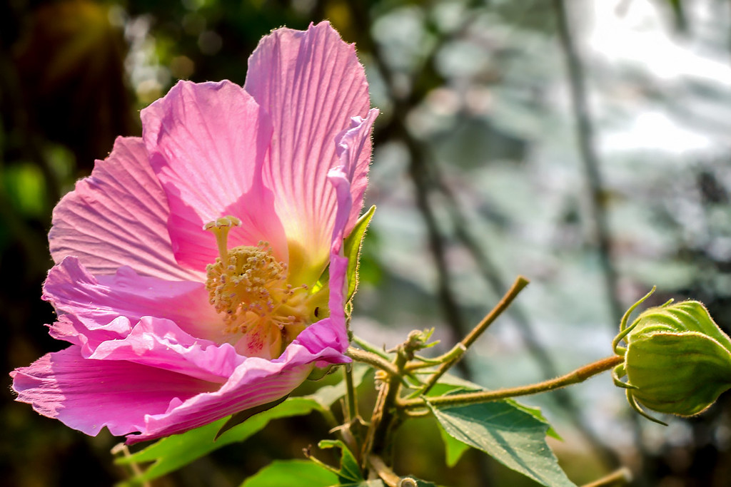 木槿花開慶國慶