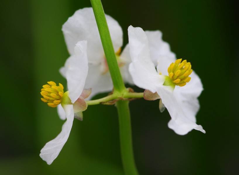 慈姑花圖片