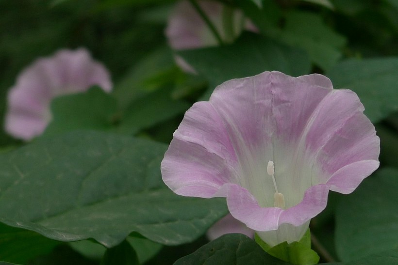 野牵牛花图片