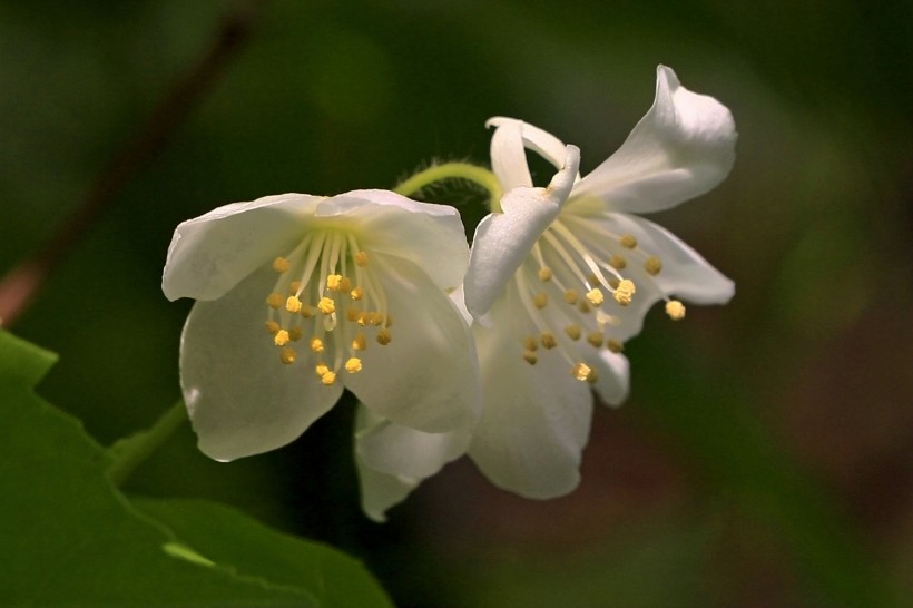 金葉山梅花圖片