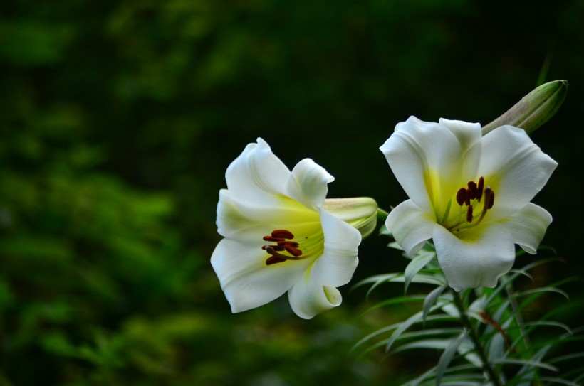 百合花圖片