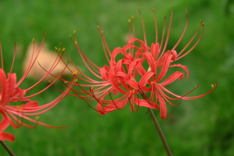 石蒜花图片