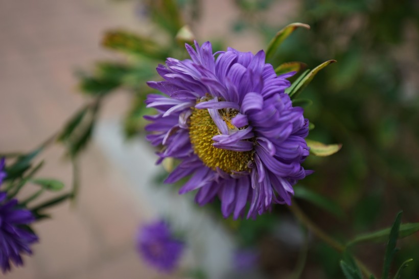 紫色菊花图片