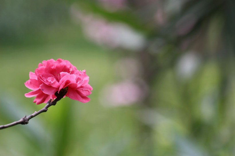 初春桃花图片